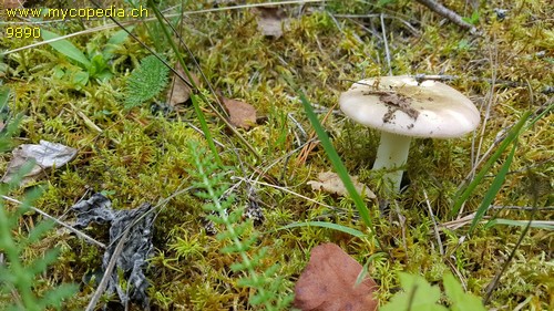 Russula versicolor - 