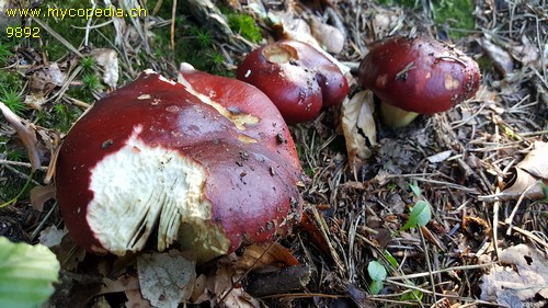 Russula viscida - 