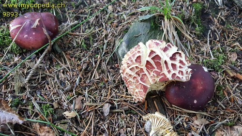 Russula viscida - 