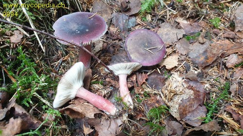 Russula queletii - 