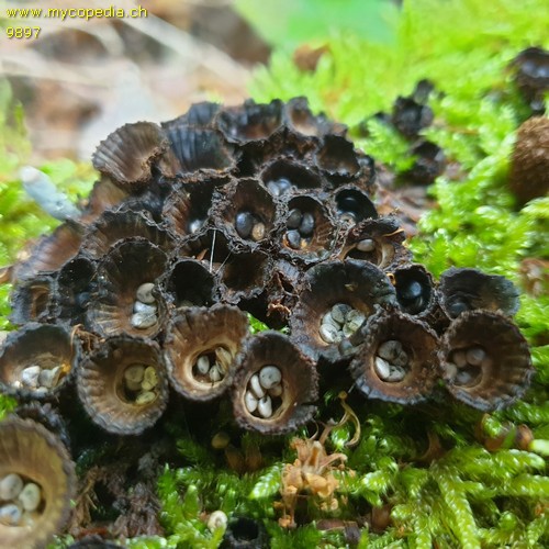 Cyathus striatus - 