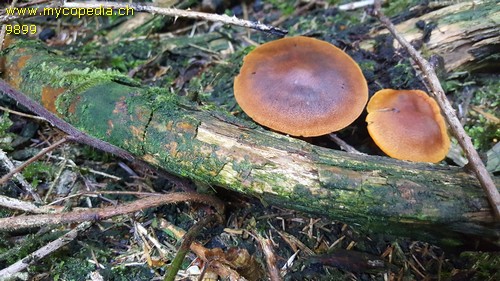 Cortinarius cinnamomeus - 