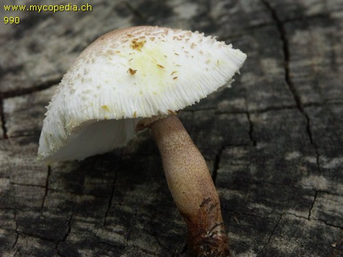 Leucoagaricus americanus - 