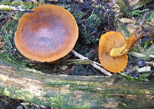 Cortinarius cinnamomeus - 