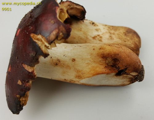 Russula viscida - 