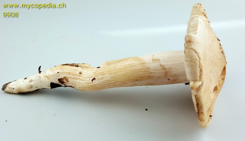 Hygrophorus penarius - 