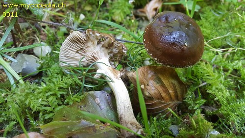 Cyclocybe erebia - 