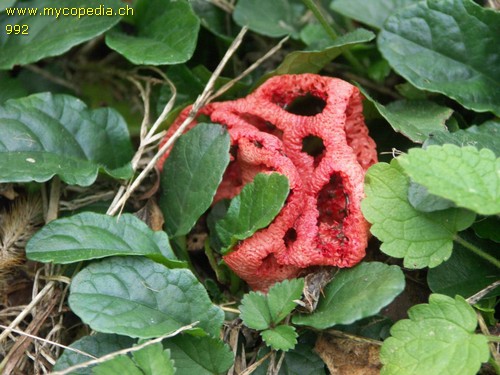 Clathrus ruber - 