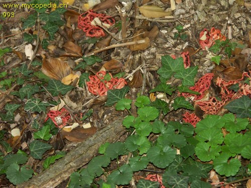 Clathrus ruber - 