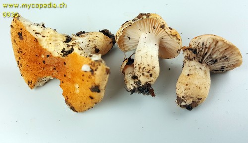 Hygrophorus nemoreus - 