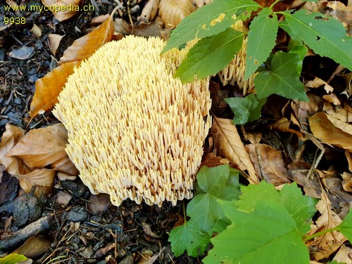 Ramaria stricta - 