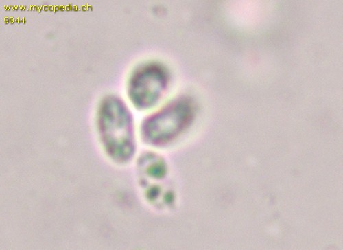 Mycoacia - 