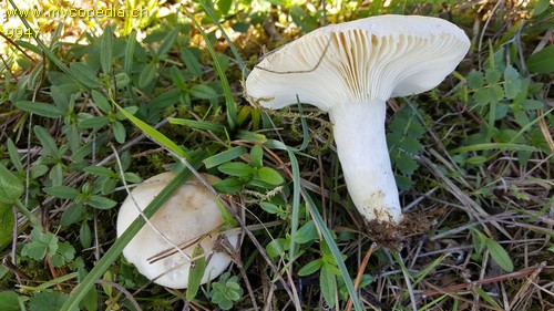 Russula sanguinea var. confusa - 