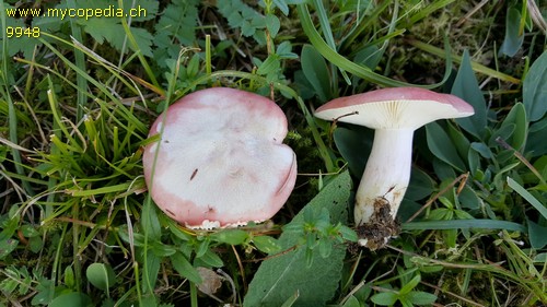 Russula sanguinea var. confusa - 