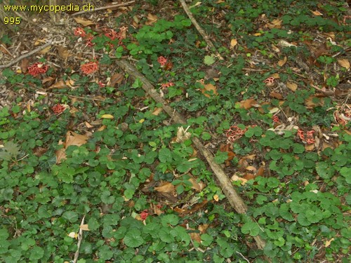 Clathrus ruber - 