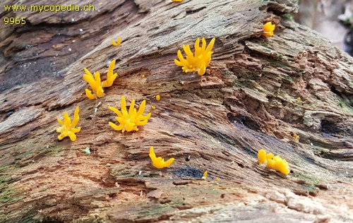 Calocera cornea - 