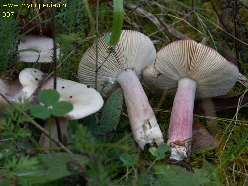 Russula queletii - 