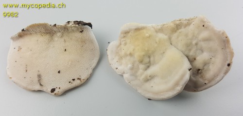 Trametes gibbosa - 