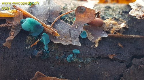 Chlorociboria aeruginascens - 