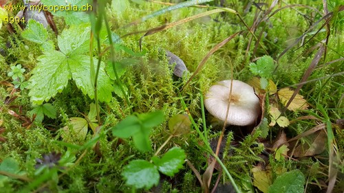 Russula fragilis - 