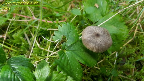 Entoloma resutum - 