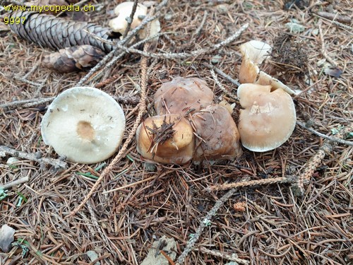 Clitocybe odora - 