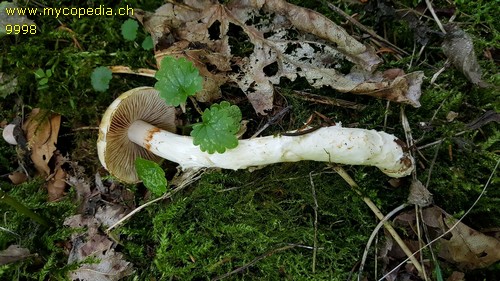 Cortinarius vulpinus - 