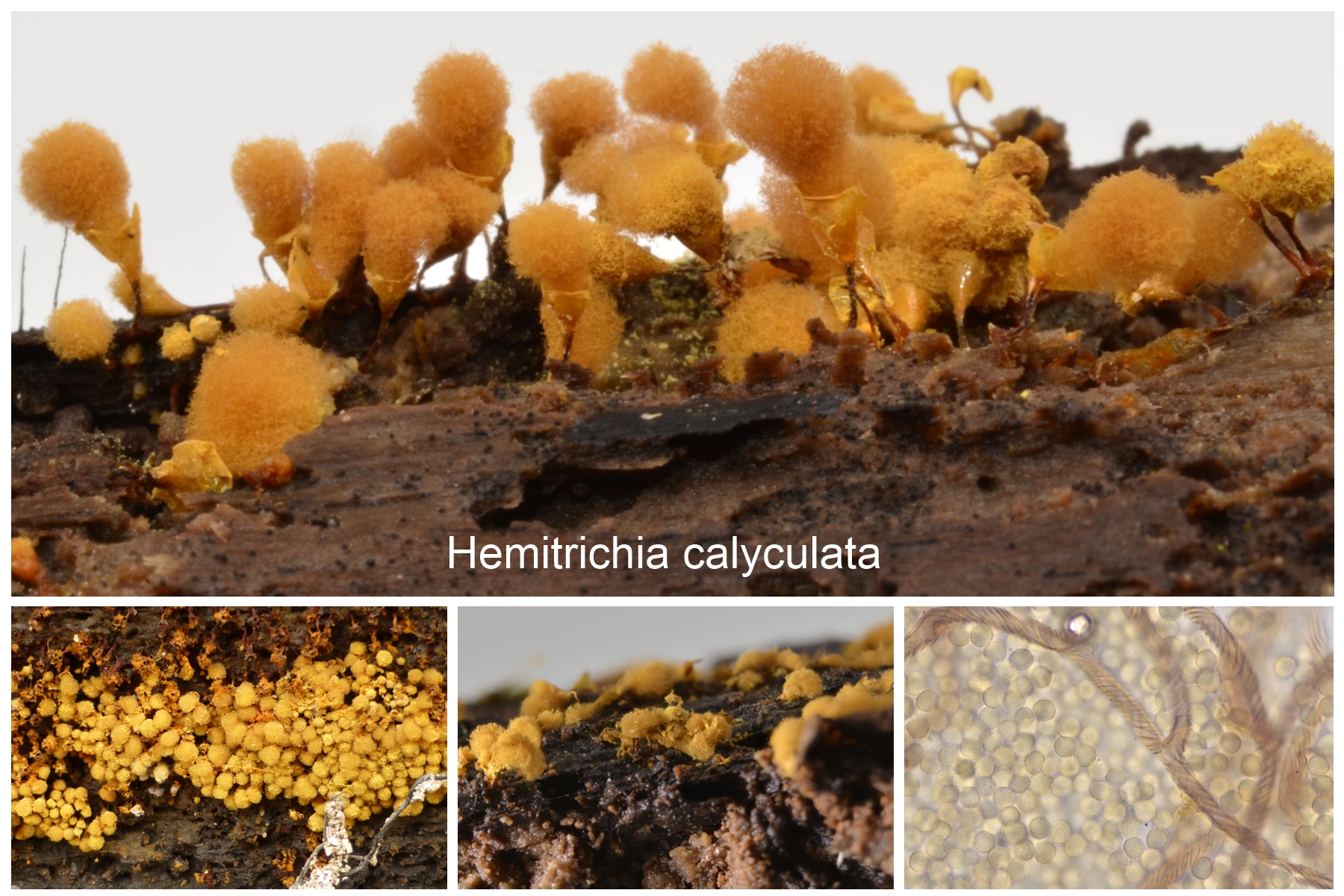Hemitrichia calyculata