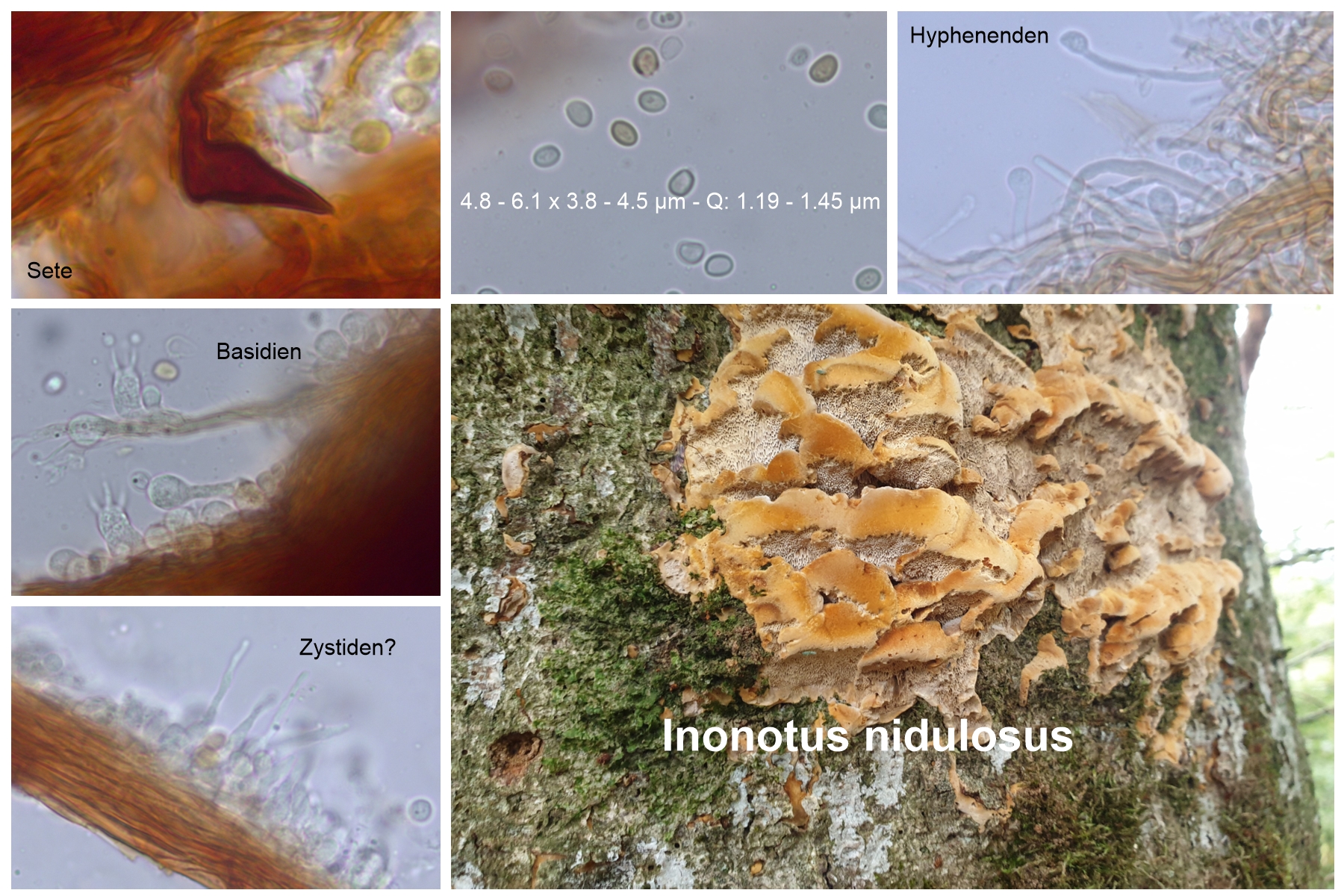 Mensularia nodulosus